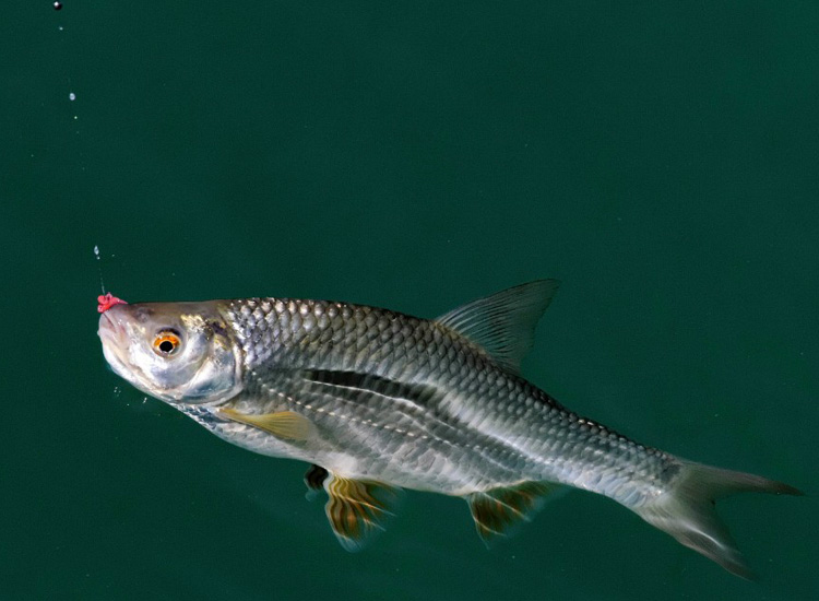Les poissons du lac Lac du Grand Fontenay